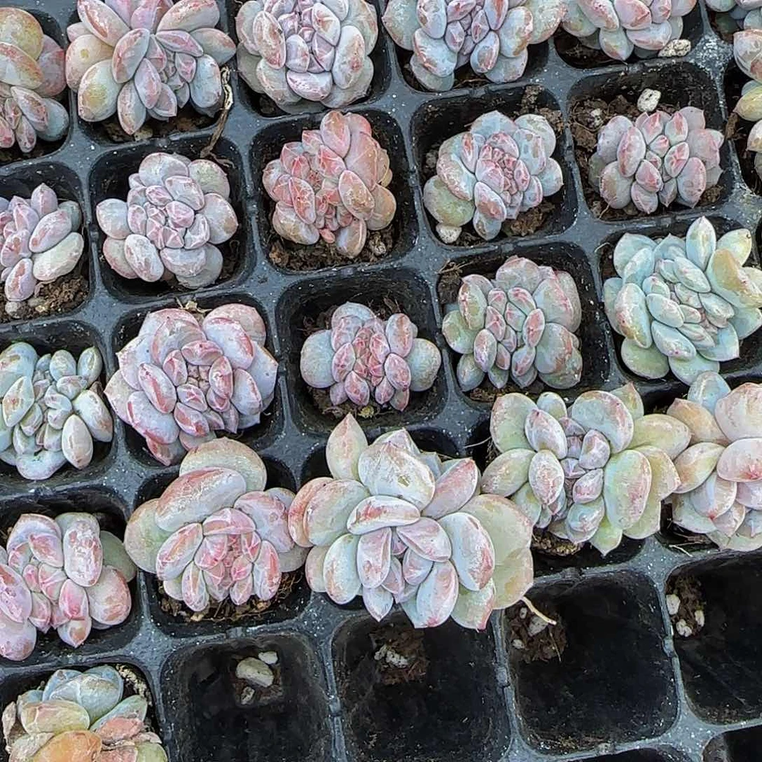 星影小缀化2颗一组特价嫌小勿拍