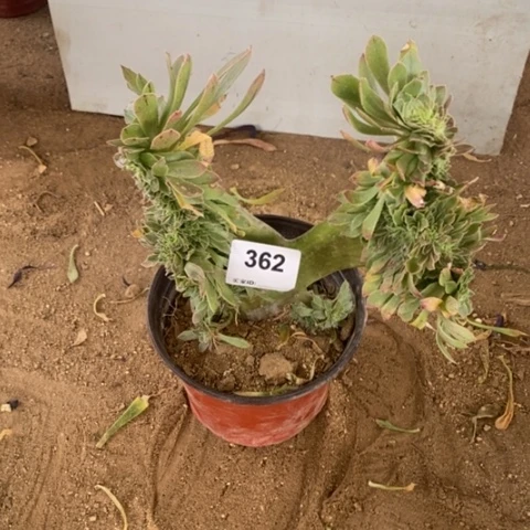 原始绿缀一物一拍