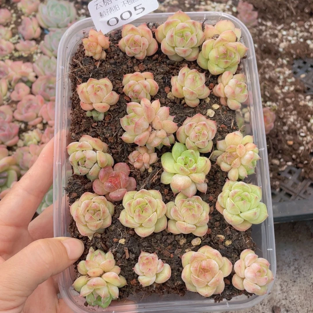 大***包云糖心多肉植物005