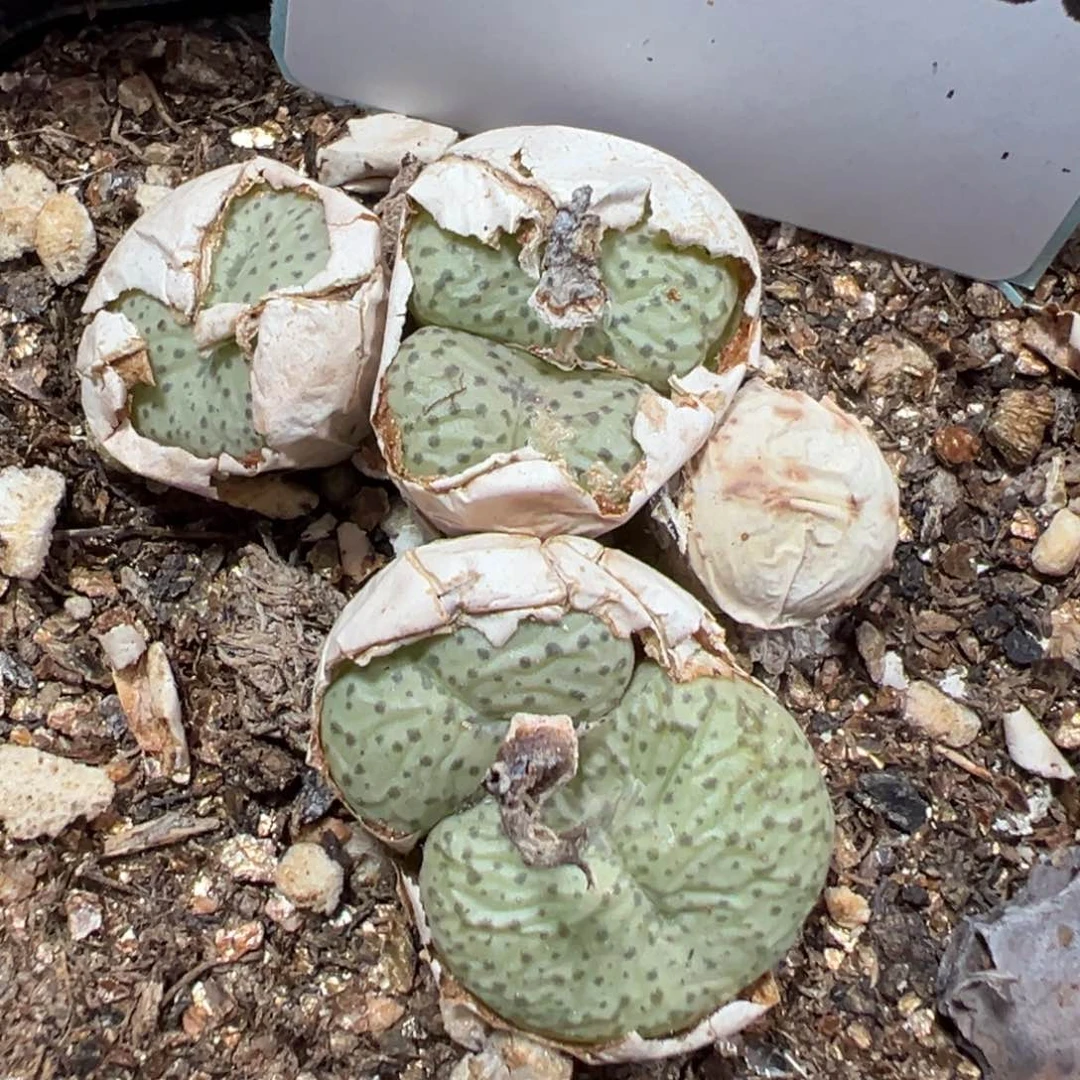 7-153肉锥多肉植物，