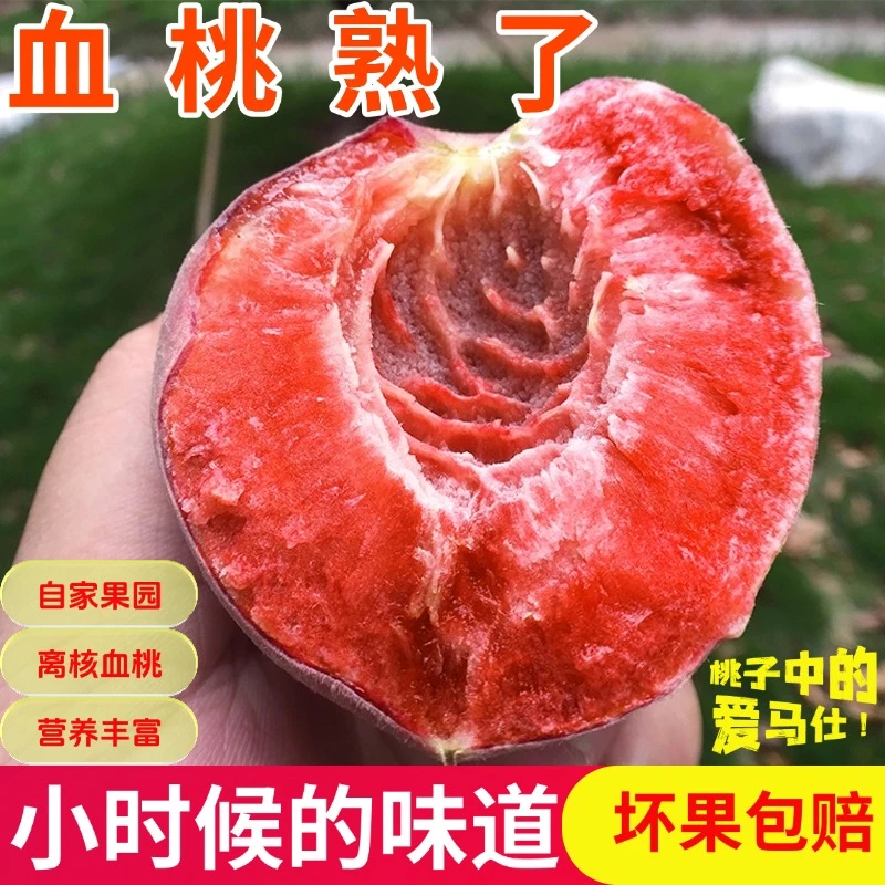 现摘血桃正宗脆甜离核维C新鲜毛桃应季水果当季水果雪桃猪血桃子