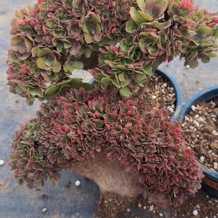 微瑕特价特特特551