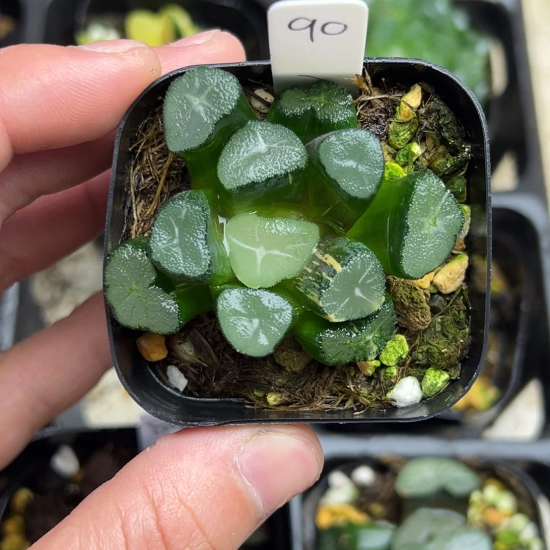 90玉龙万向锦一物一拍