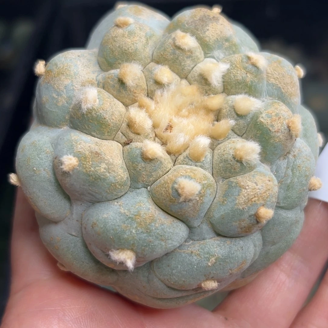 ?*641  有根 仙人球的世界