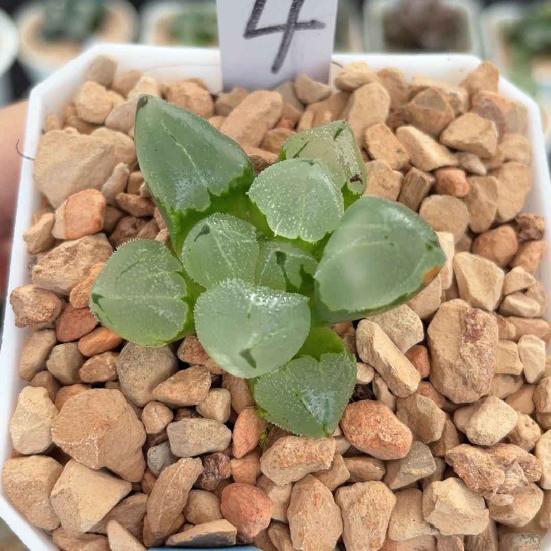 4冰鸾玉。