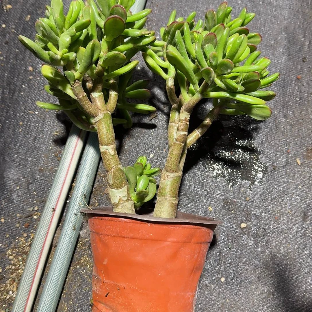 大号招财猫多肉植物