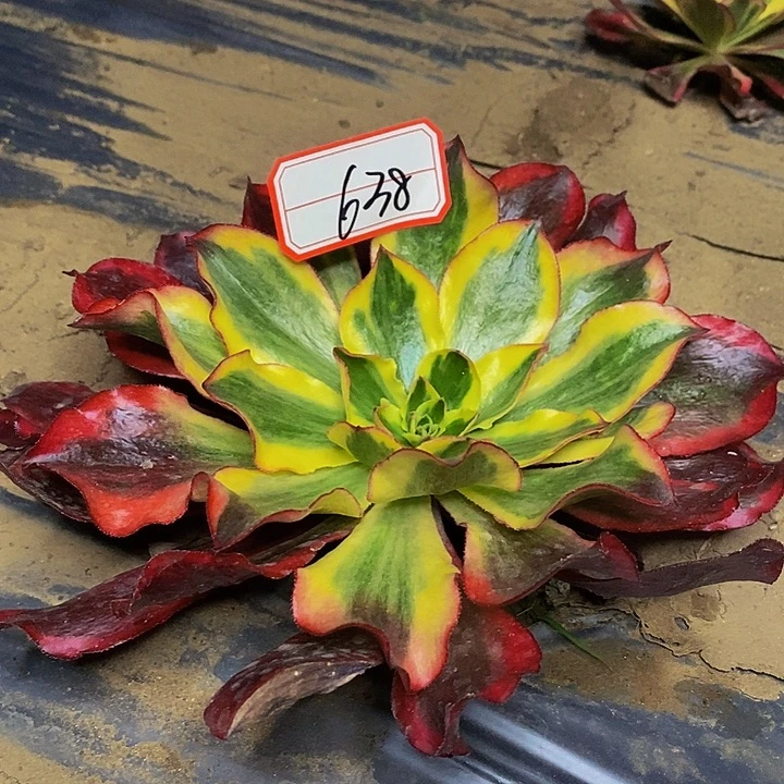 魅影老桩多头法师20公分638好