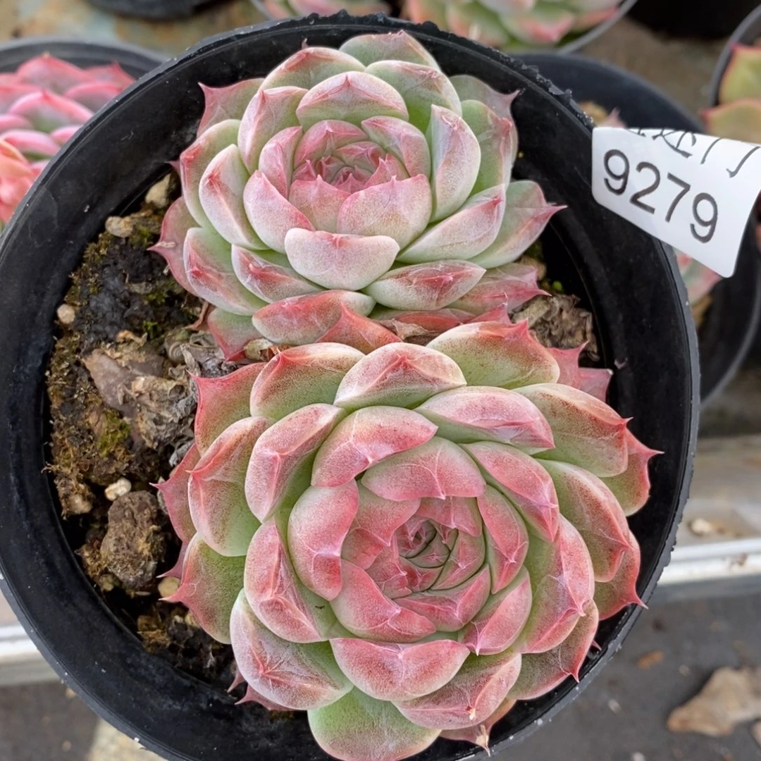 不包掉头~9279~10厘米~散