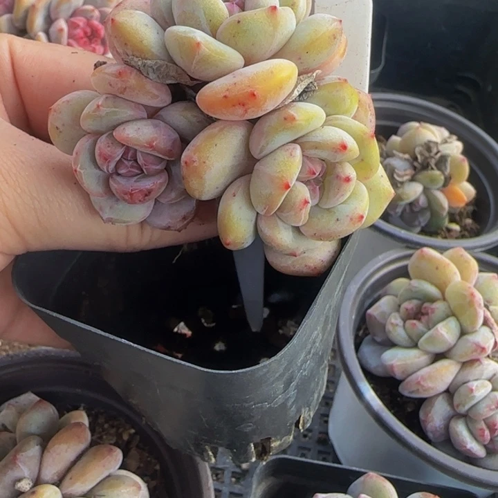 0***1211号多肉福利