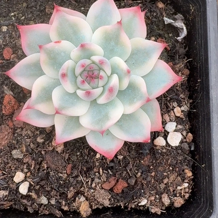 吉娃娃锦一物一拍