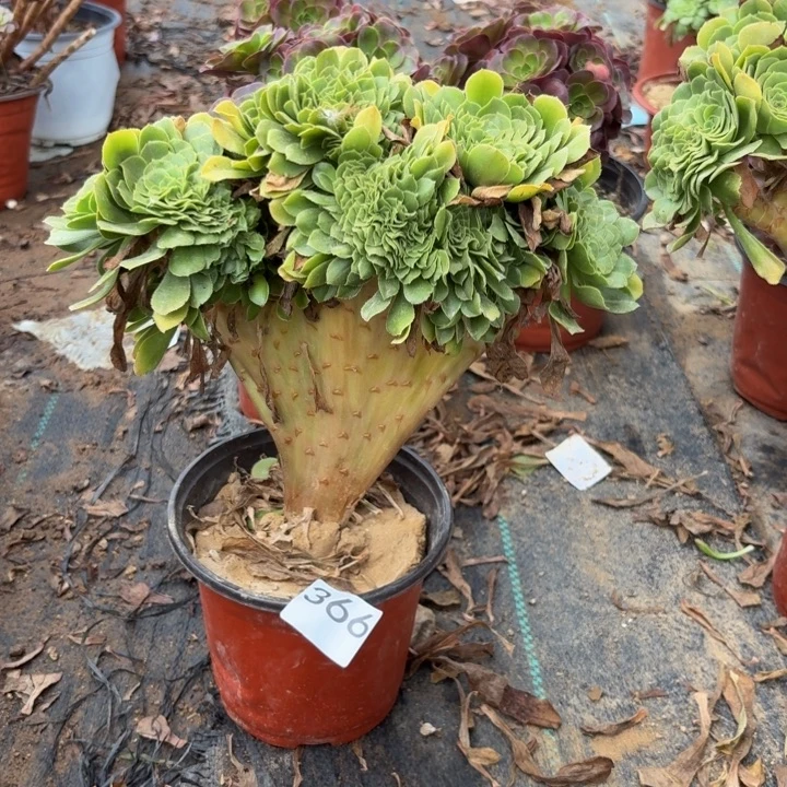 绿羊绒缀多肉植物不包损366瑕疵