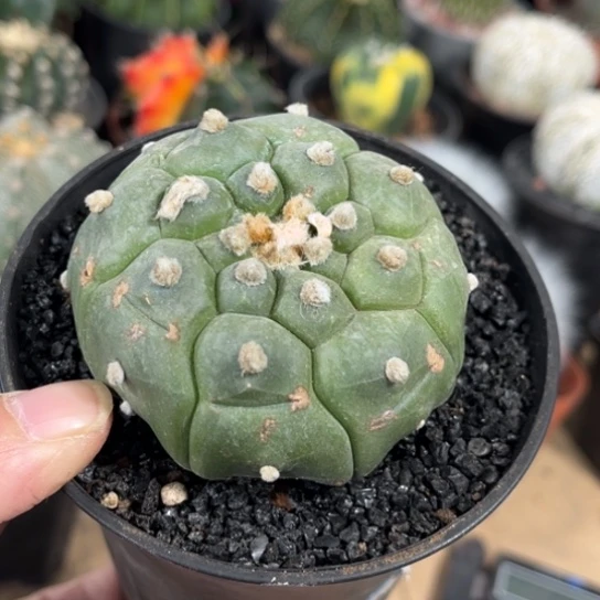 当前无花栽培后可以开花实生龟甲鸾凤玉