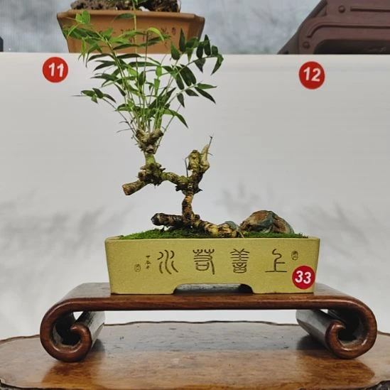 无花朵盆景，玉竹，九龙壁