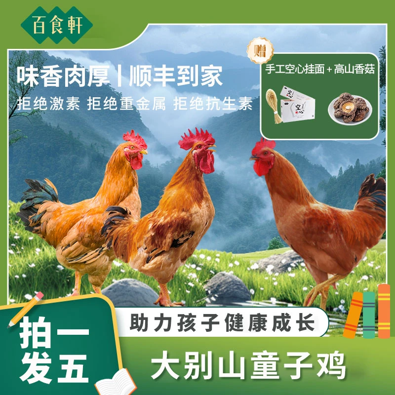 【中秋限定童子鸡送挂面香菇】百食轩农村散养土鸡新鲜现杀童子鸡