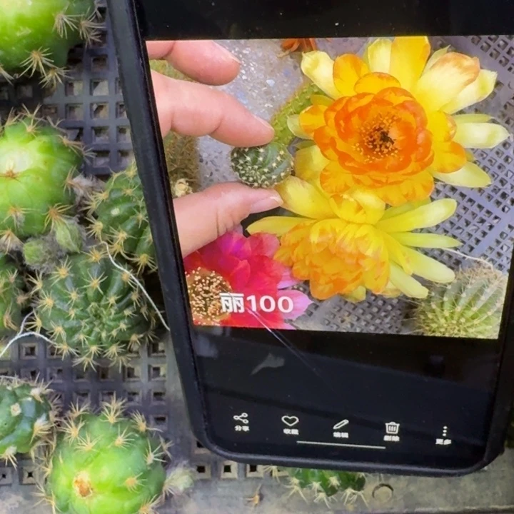 12丽花100歪3公分左右无根侧牙，20包邮