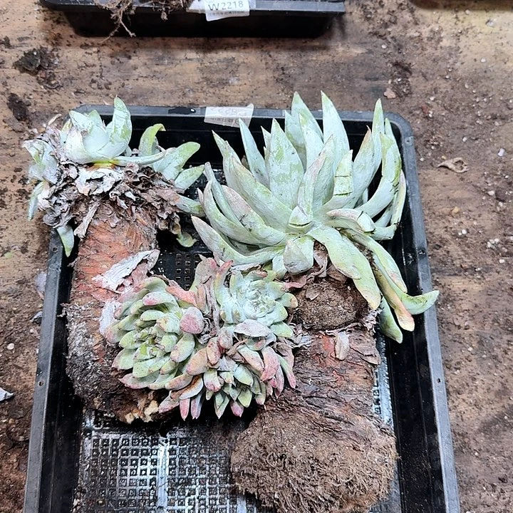 2219瑕疵框拍不售后