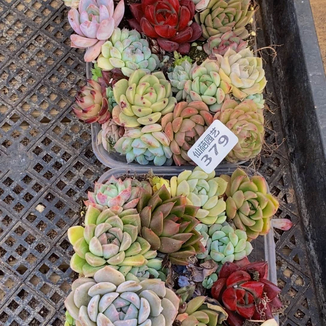 379多人在一起的时候