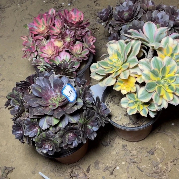 多肉植物断枝不包5