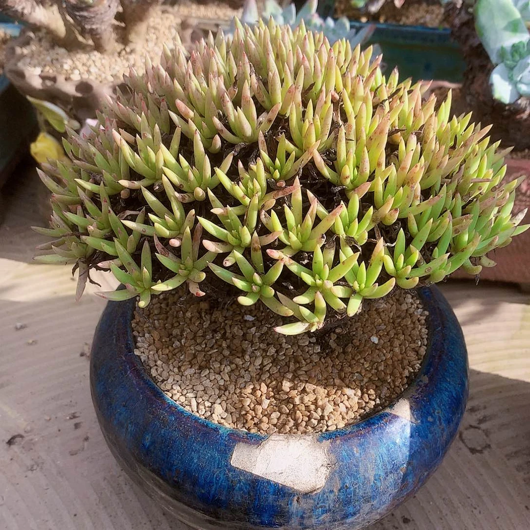 2182维斯新达仙女杯多肉