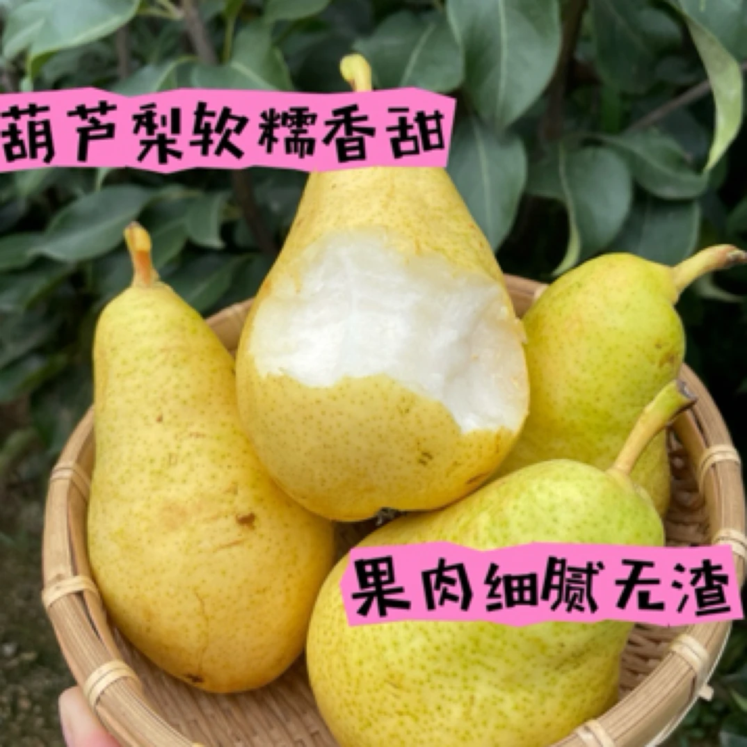 葫芦梨苗，8月成熟，细腻无渣，软糯香甜