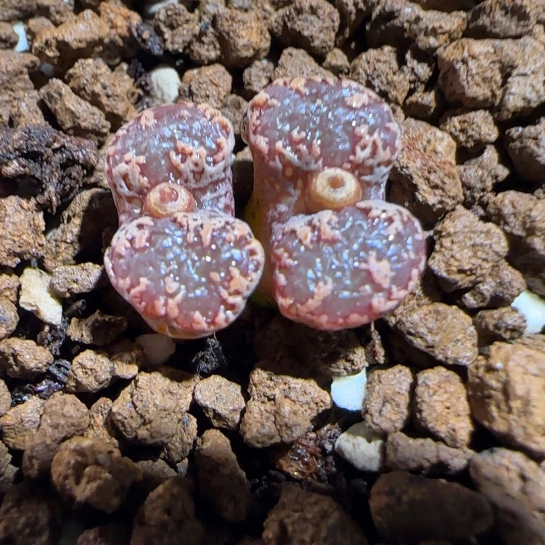肉锥多肉植物组合-3km勋章359