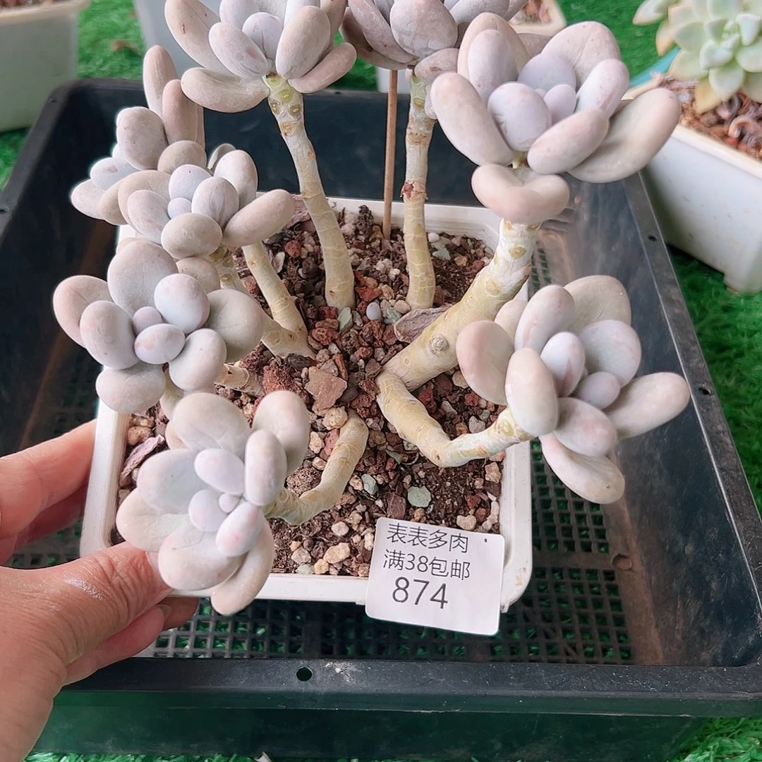多肉一物一拍植物874