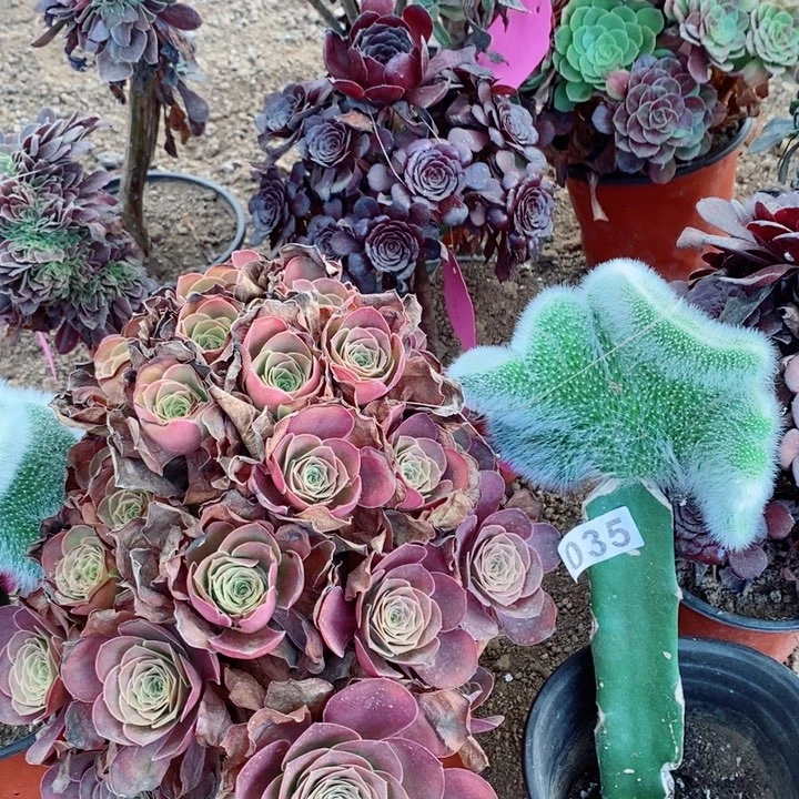 小****035组合多肉植物提取