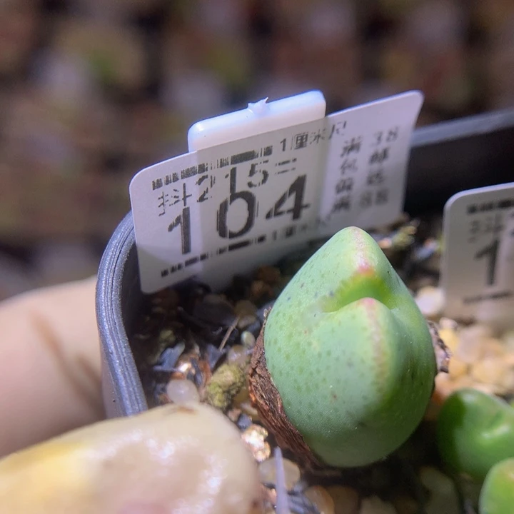 精品生石花215.104