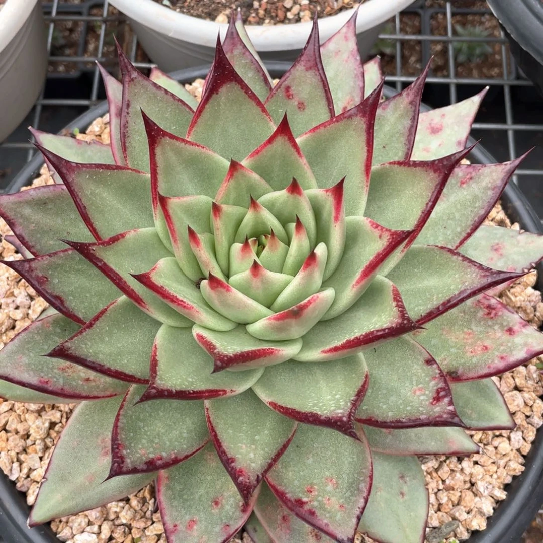 多肉植物多肉植物1926