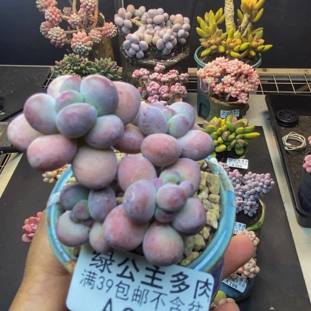 250苹果奶一代多肉6c m