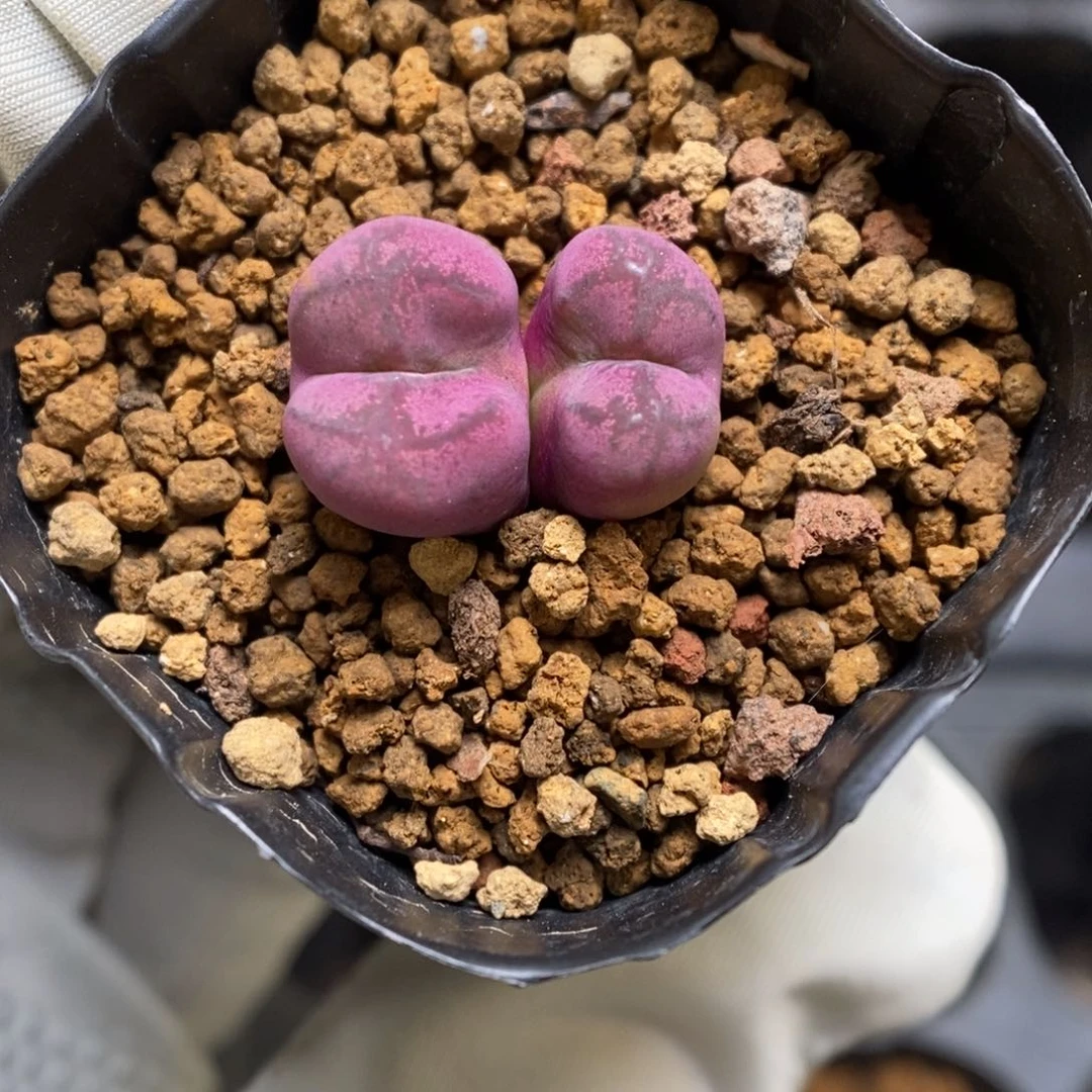 多肉植物肉锥杂交K-3721