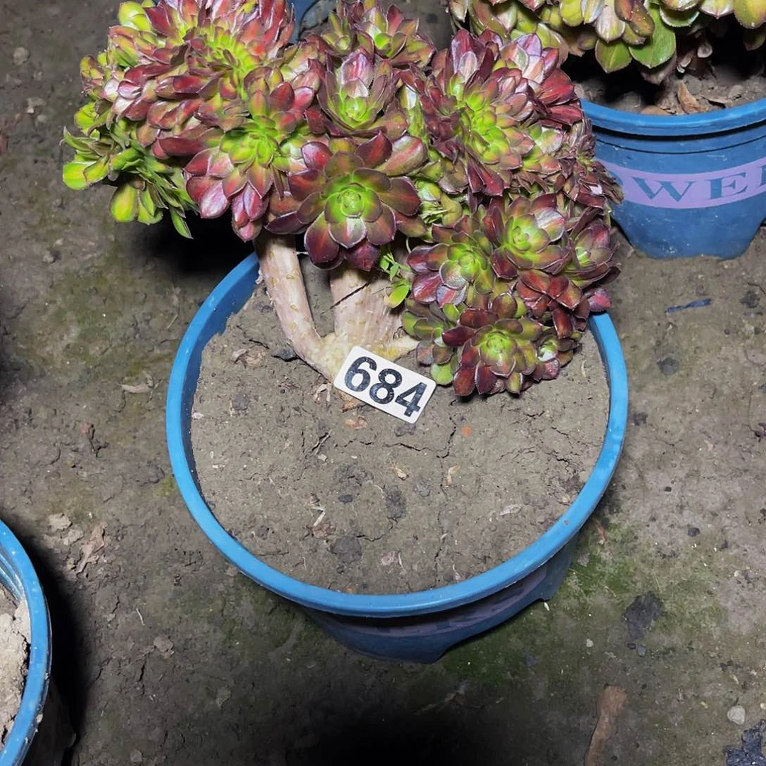 法师法师15//25包邮法师