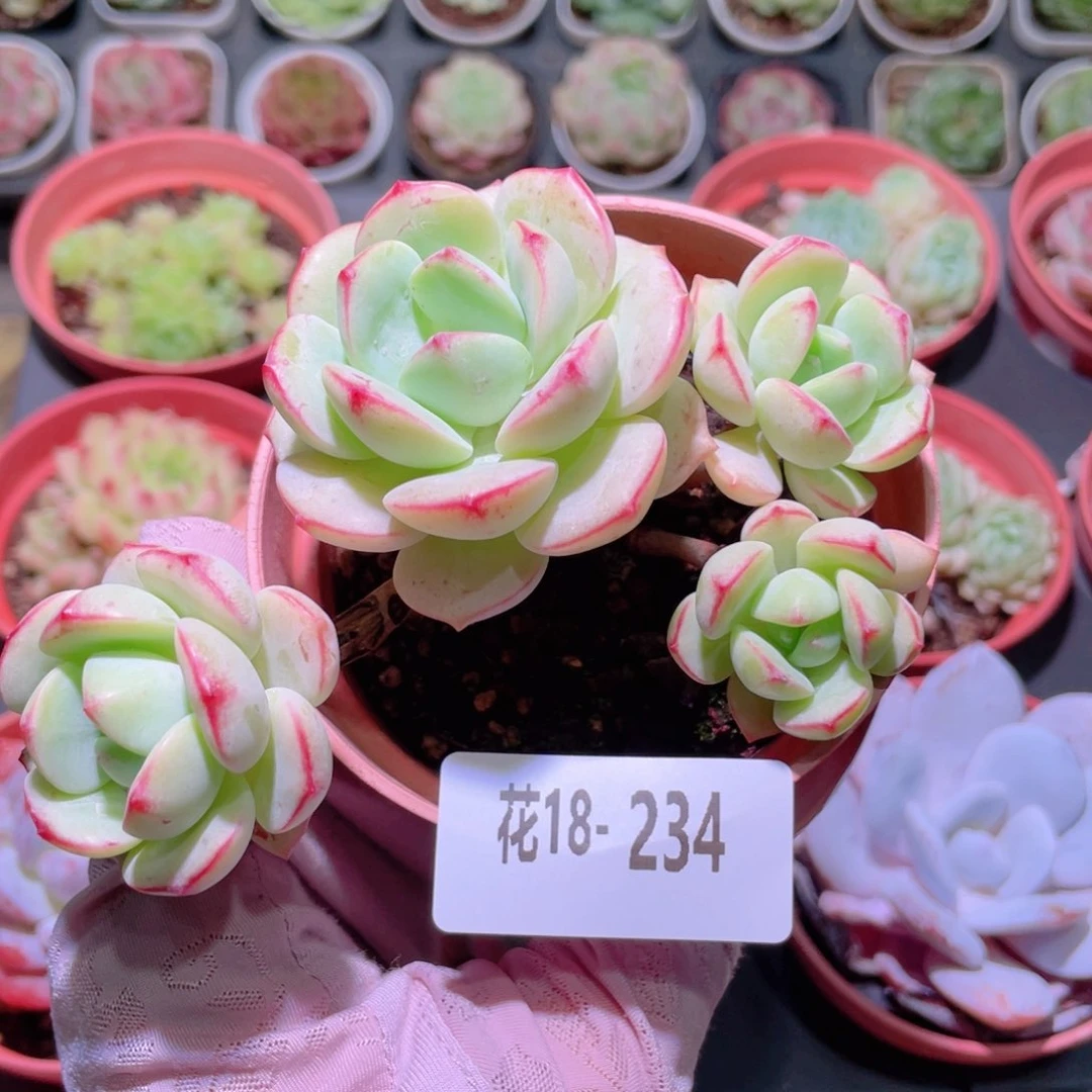 花利美18-234香草