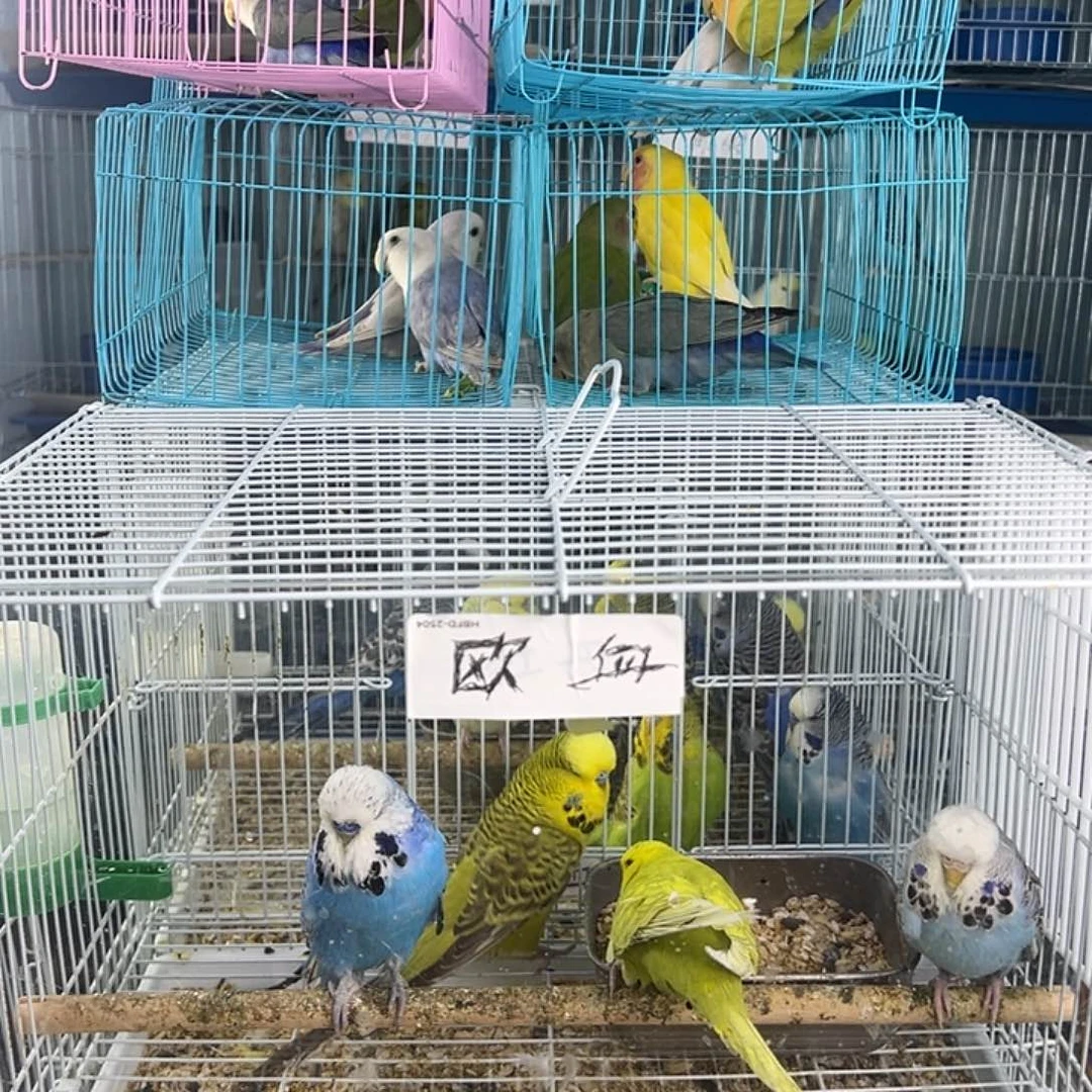 桃脸牡丹鹦鹉阿夸他独特夫妇头的
