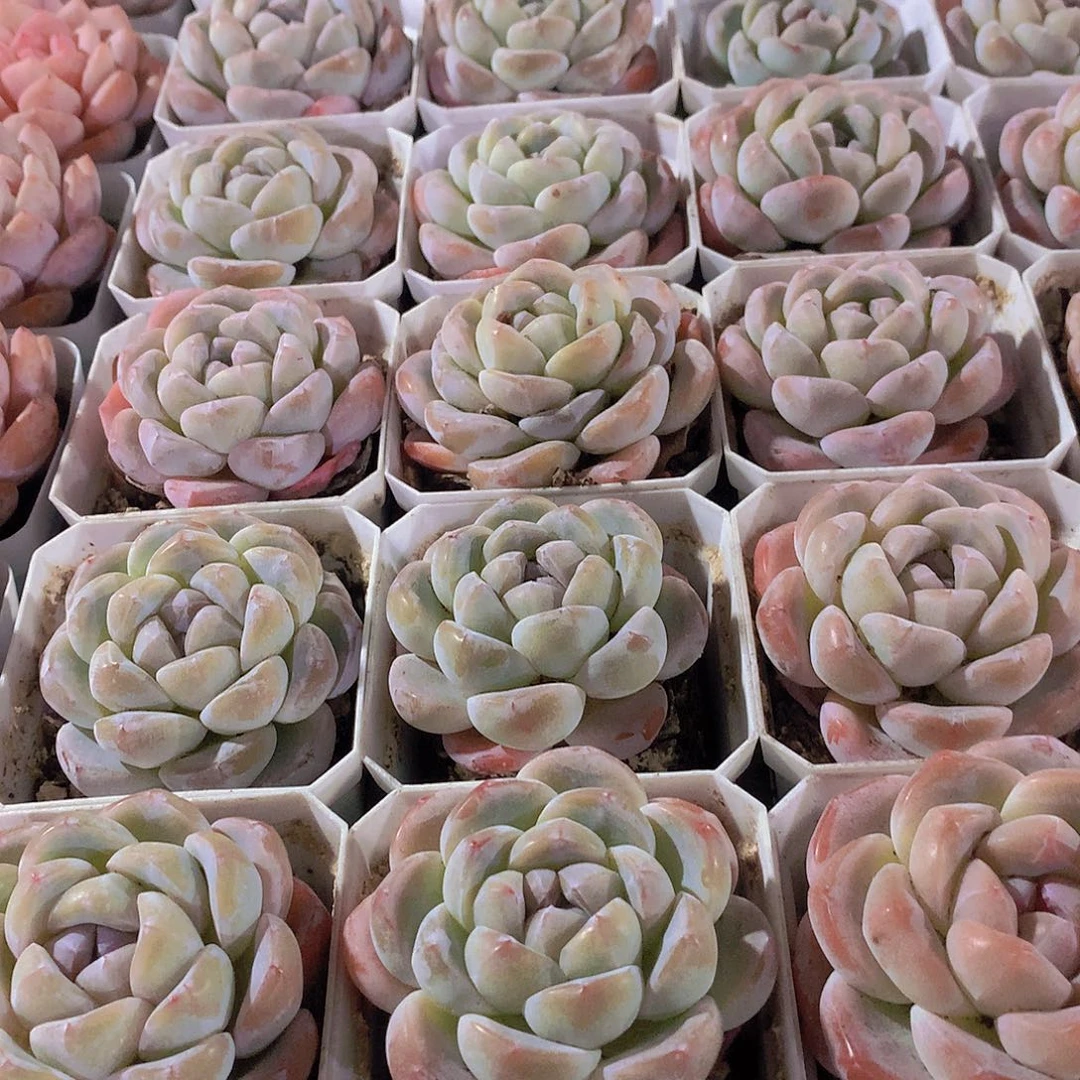 冰玉24567789999000