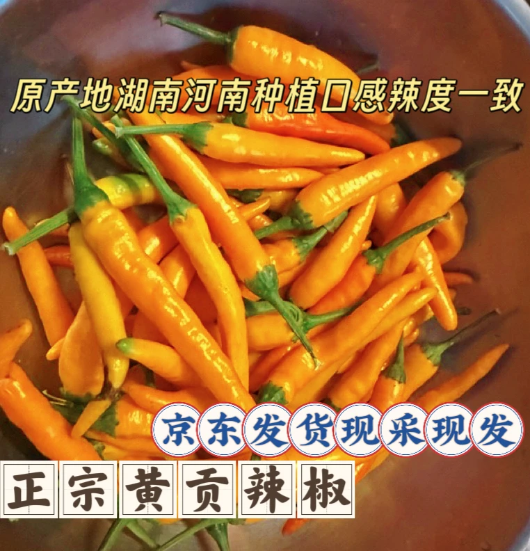 京东直达地头直发新鲜现摘黄贡肉质厚实剁椒泡椒辣椒酱超特辣辣椒