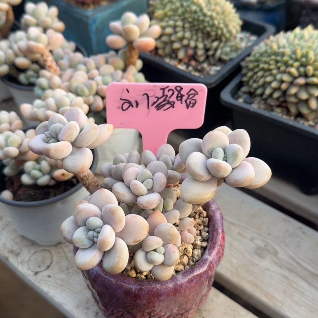 白奶糖加盆五十包邮