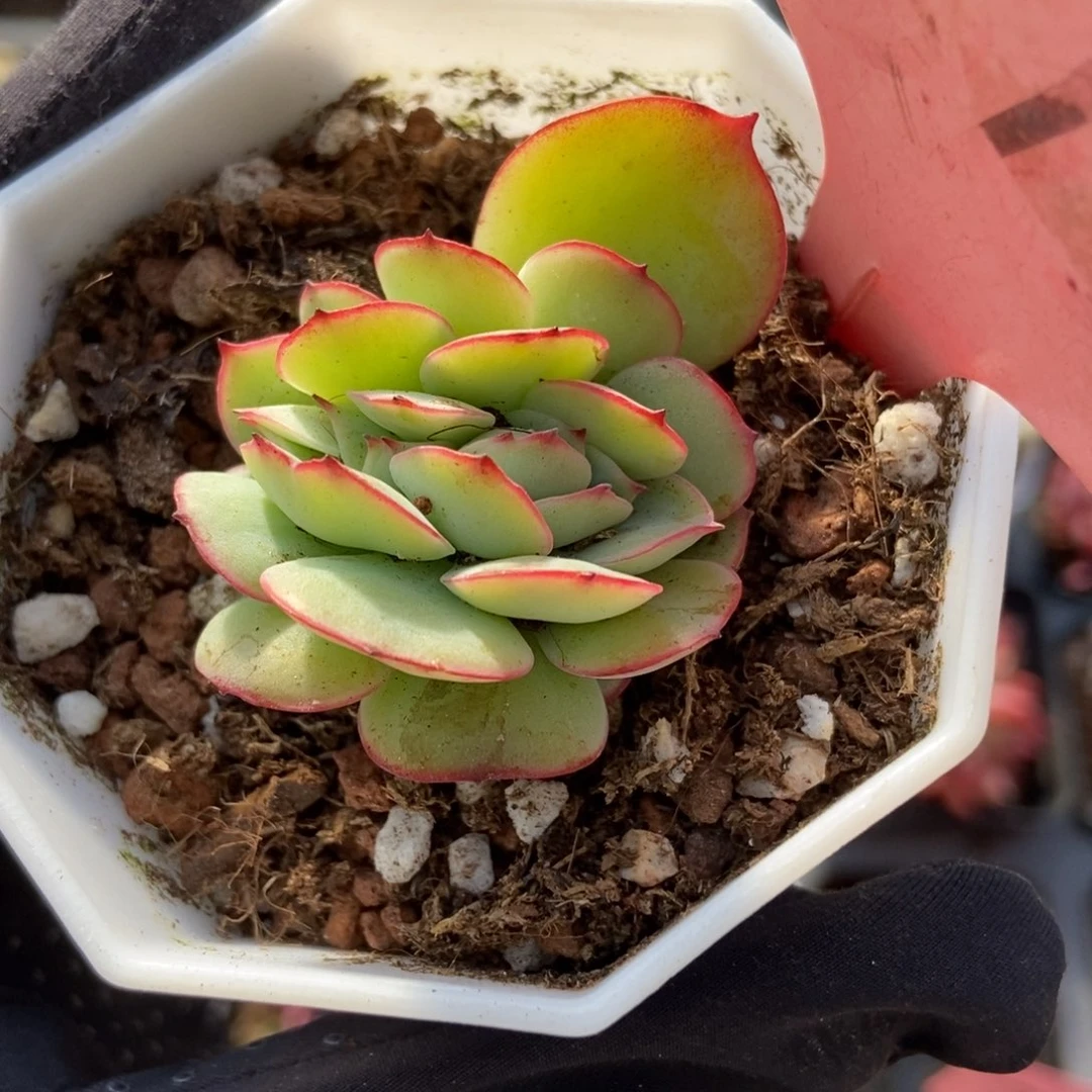 512牡丹亭缀多肉植物