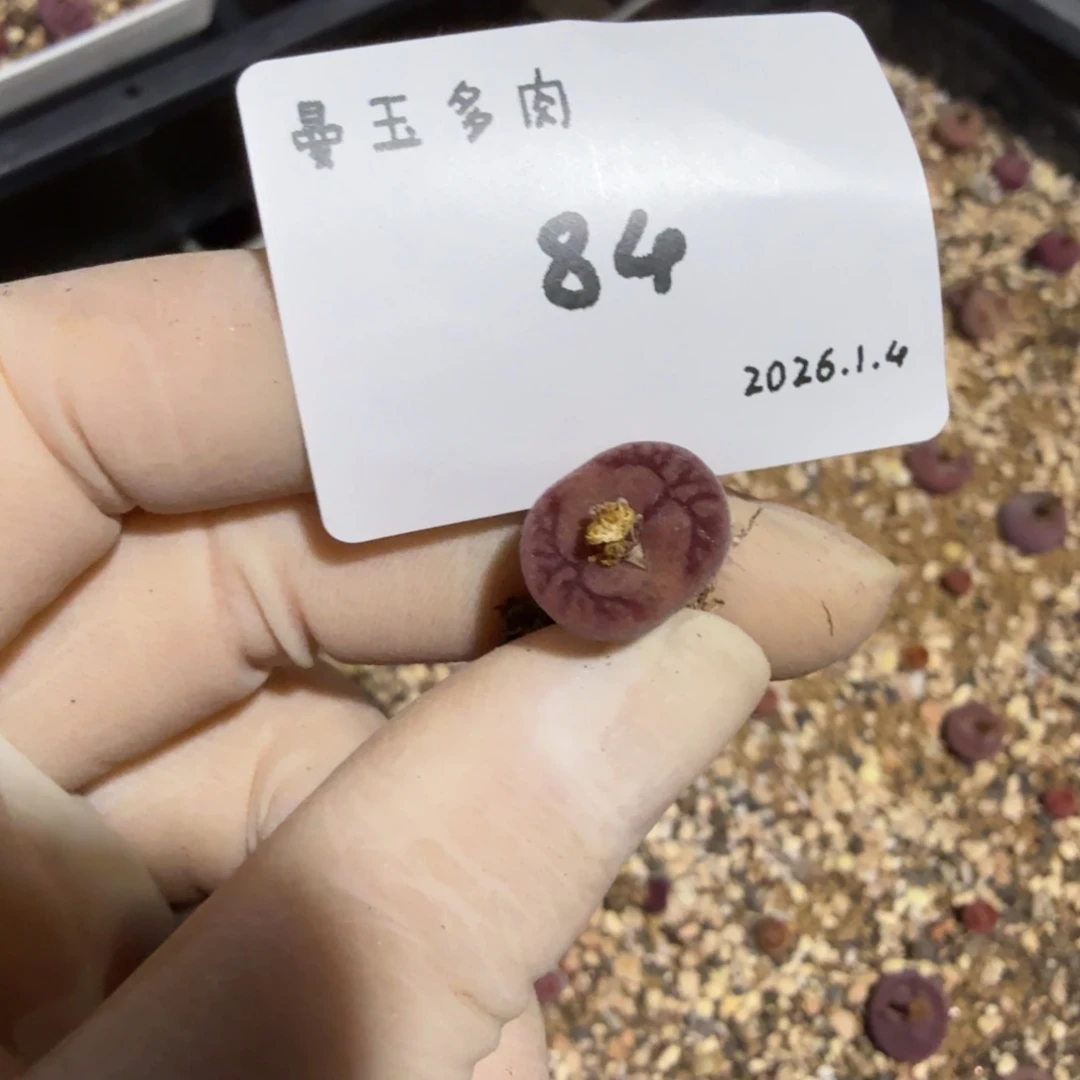 静***～多肉多肉多肉1.4-084