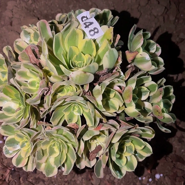 848男神多肉植物不售后