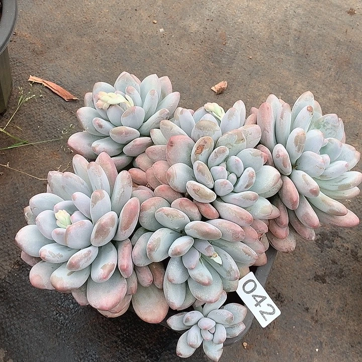 042香水一物一拍多肉