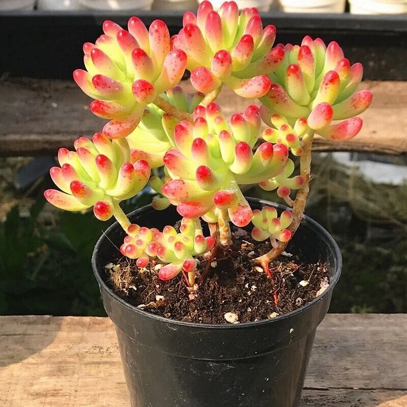 乙女心多肉植物  满15包邮 好养易活适合办公室阳台美观净化空气