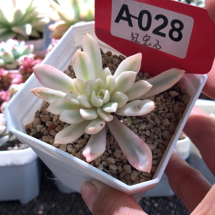 红宝石覆轮锦有根