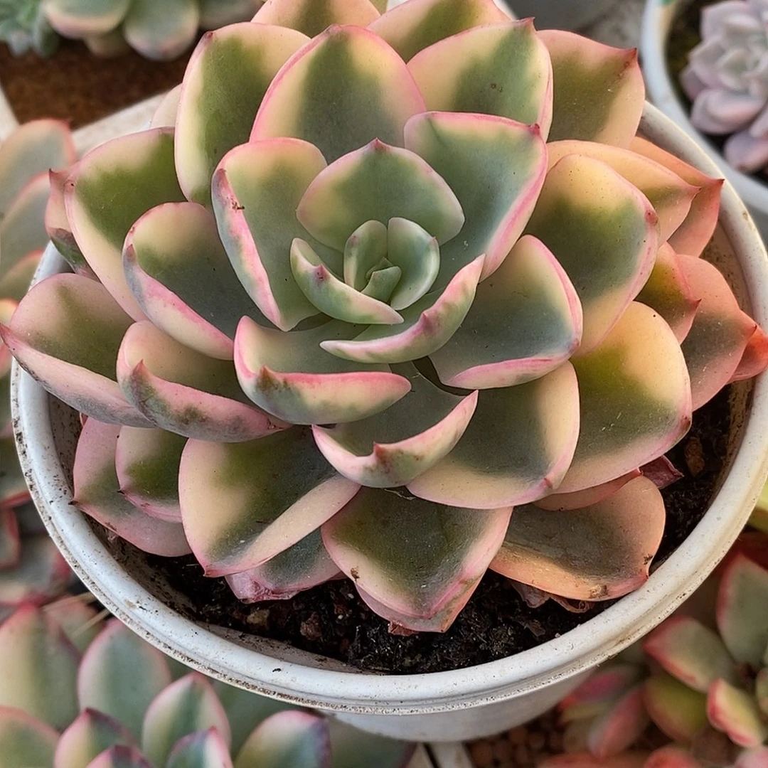 411雨滴哈哈哈哈哈哈