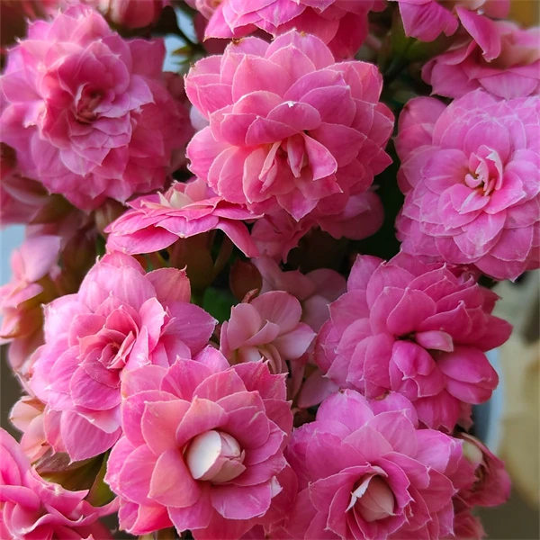 【苹果花  8cm盆】重瓣大花 0℃地区请拍保温，不拍冻坏不赔