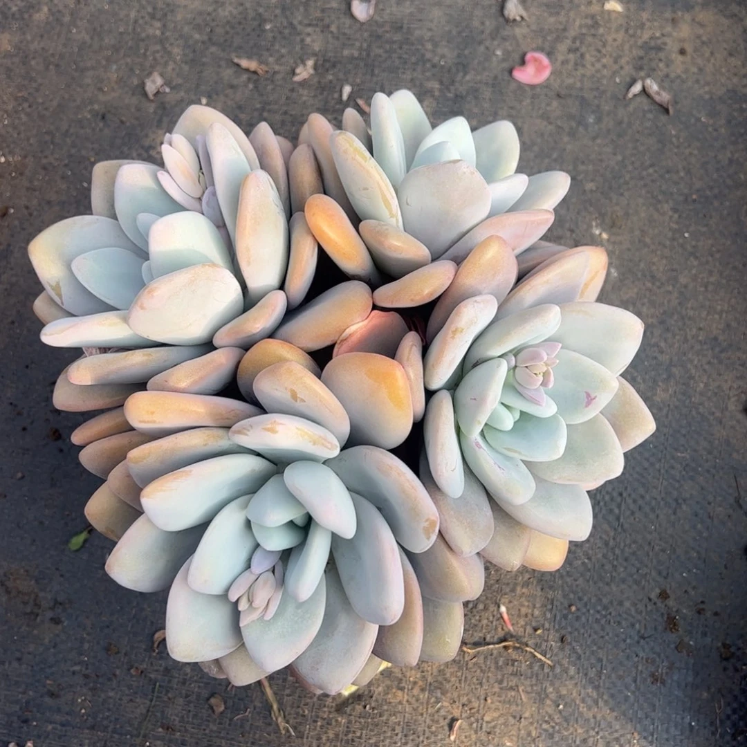 粉兔四头一物一拍