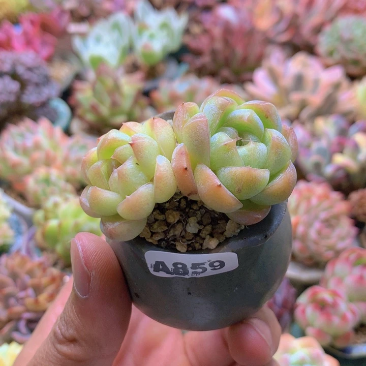 一物一拍含盆土满38包邮A859