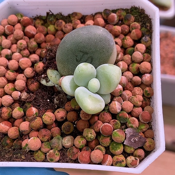 黄金鸡蛋大叶奶酪锦多肉