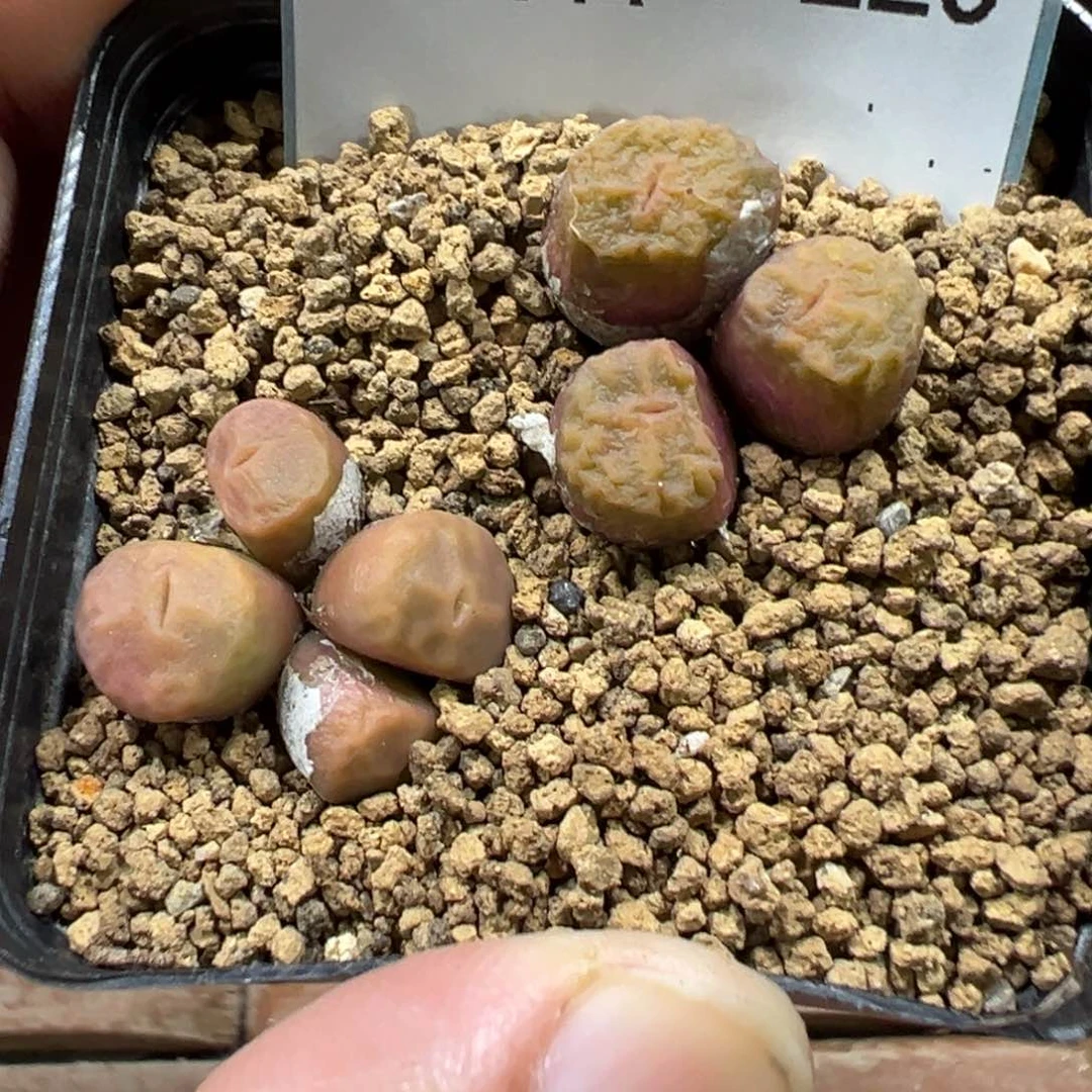 4-220烧麦多肉植物，