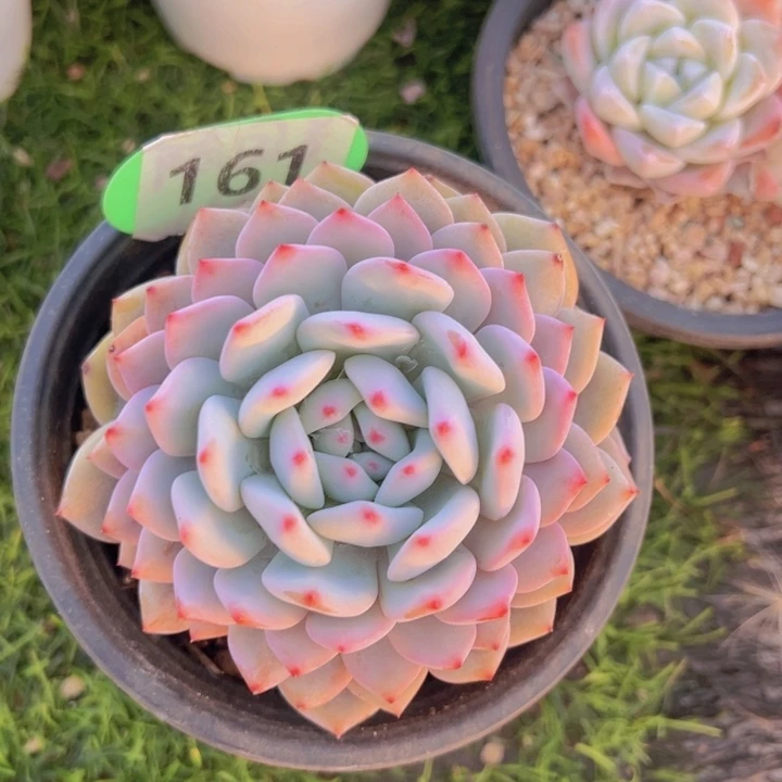 健健康康平平安安